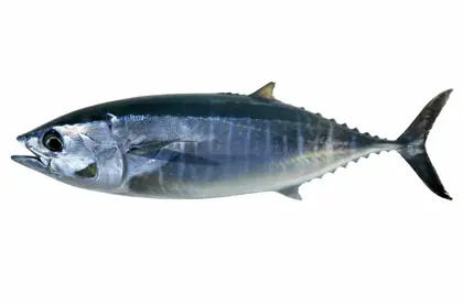 shutterstock_44138098-scaled